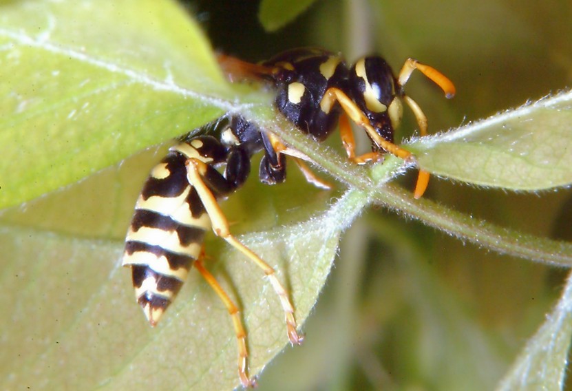 Polistes gioca a rimpiattino